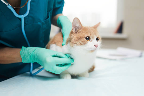 Geriatrik Kedi ve Köpeklerde Check-Up Uygulamalarının Önemi Geriatrik Kedi ve Köpeklerde Check-Up Uygulamalarının Önemi