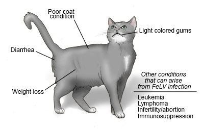 Feline Lösemi Virus Yakından Tanıyalım ! Feline Lösemi Virus Yakından Tanıyalım !
